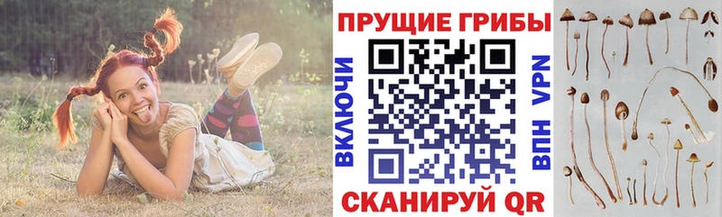 Псилоцибиновые грибы GOLDEN TEACHER Лысьва